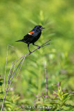 Blackbirds, Orioles