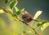 Sparrow and leaves