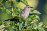 Catbird and leaves
