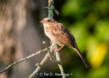 Out on a limb