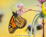 Hanging monarch