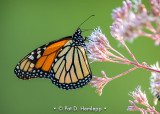 Monarch in field