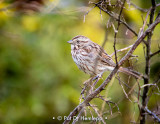 Perched sparrow