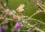 Finch and thistle