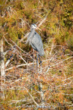 Heron up high