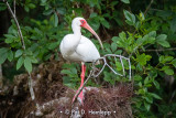 Ibis