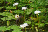 Roadside lilies - India 1 8310