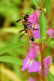 Apis dorsata on flower - India 1 8398hc