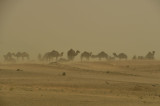 03 Camels in developing sand storm - Moroc 4832