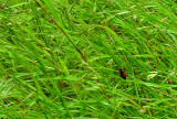 Blister beetle (Meloidae) - India 1 8454Rhc