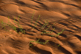 04 Morning light on sand dunes - Moroc 4930