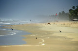 Goa beach - India 1 8620