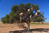 11 Goats in a tree. Bit of a tourist trap! 7960