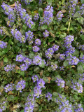 16 Ajuga i1316