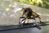 Insects and Associates