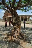 Vittala Temple complex - India-1-9605