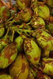 Coconut - Vittala Temple complex - India-1-9629