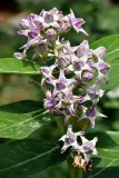 Probably Asclepias - India-1-9638