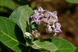 Probably Asclepias - India-1-9639