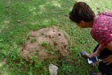 Ants and Entomologist - India-1-9650