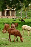Vittala Temple complex - India-1-9658