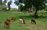 Vittala Temple complex - India-1-9659