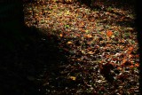 30 Morning light on fallen leaves 1464