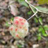13 Apr Wool sower gall i3993