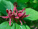 04 22 Carolina allspice i4131