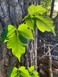 05 01 Leaves of three i4197