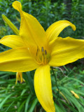 06-19 Day lily i4472