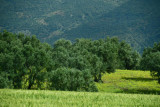 Volubilis - Roman ruins