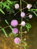 07-16 Sensitive plant, Mimosa pudica i5062