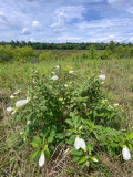 07-19 Marsh mallows i5088