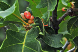 Cynipid wasp galls on Gambel oak - Utah15-8072cr