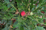 Cynipid wasp galls on Gambel oak - Utah15-8079