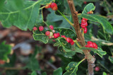 Cynipid wasp galls on Gambel oak - Utah15-8082