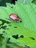 07-31 Japanese beetle i5391