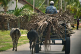 Behind the local traffic - India-2-0558