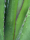 02-27 Yucca in rain 8424