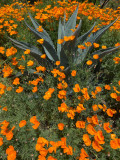 04-25 Poppies and agave i9228