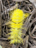 10-03 American dagger moth caterpillar i3668