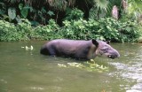 We didnt see a tapir