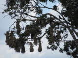 Bird and several hanging nests (sorry cant remember its name)