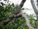 Nocturnal bird sleeping on the branch