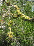 Snake cacti