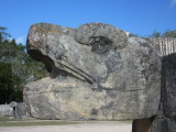 Serpent head