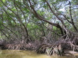 A mass of roots