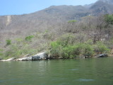 Birds fly alongside the boat