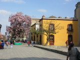 Colonial buildings and lovely trees